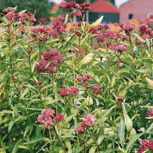 Cinderella Swamp Milkweed Seeds (Asclepias incarnata) for a bright addition to the Pollinator-Friendly Flower Gardens