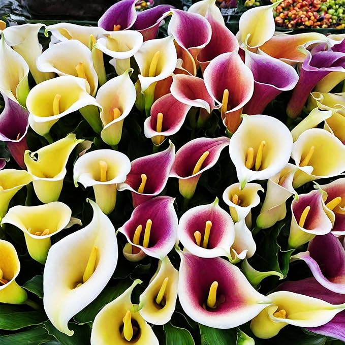 Lily Lilium Hybrida Multi-Color Flower Seeds for Planting – Vibrant Blooms for Garden Beds and Cut Flower Arrangements