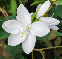Japanese White Orchid Seeds for a bright addition to the Garden