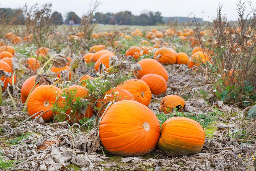 Giant Pumpkin Cucurbita maxima for planting in vegetable patch