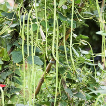Yardlong Bean Seeds (Vigna unguiculata) for growers stocking the vertical garden trellises