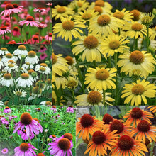 Echinacea Purpurea Seeds for a lasting display in the Yellow Garden