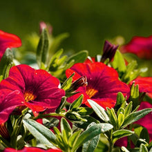 Petunia Storm Red Seeds for gardeners building out beds and borders