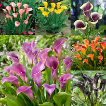 Royal Blue Calla Lily Bulbs for gardeners building out beds and borders