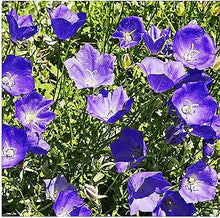 Campanula Bellflower Seeds (Campanula spp.) for growers filling out the Flower Bed & Garden