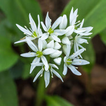 Wild Leek Seeds (Allium tricoccum) for a productive addition to the vegetable patch