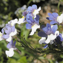 Nemesia Strumosa Border Seeds for a lasting display in the Outdoor Gardens