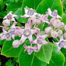Milkweed flower Seeds (Asclepias purpurascens) for colorful blooms in the pollinator-friendly backyard gardens