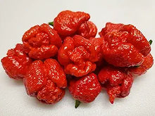 Trinidad Scorpion Moruga Pepper seeds for hot peppers