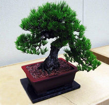 Vegetables Assorted Species Balcony Bonsai Seeds for long-term planting in the Small Space Containers
