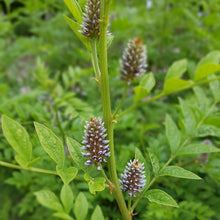 Licorice Root Seeds (Glycyrrhiza glabra) for seasonal color across the Herb Garden & Landscape