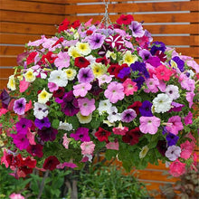 Petunia Super Cascade Mixed Seeds for seasonal color across the Hanging Flower Beds