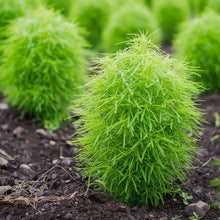 Light Green Kochia Scoparia Seeds for ground cover in the Pieces, Perennial Grass, Mini Garden