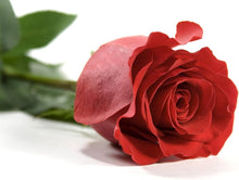 Burgundy Red Rose Tree Seeds for long-term planting in the yard