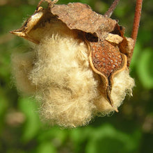 Shades of Brown Seeds for reliable seasonal color