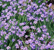 Blue-Eyed Grass Sisyrinchium Seeds for filling out open ground