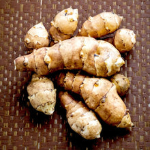 Roots of the Jerusalem artichoke (Helianthus tuberosus)  Ornamental Garden Plant for Home Gardening