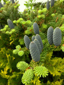 Korean Fir Seeds for reliable seasonal color
