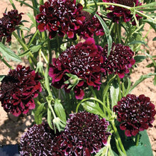 Scabiosa Snowmaid Seeds for a colorful addition to any planting