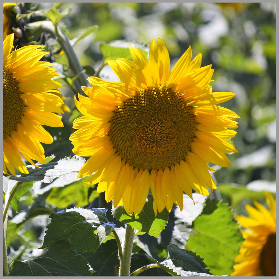 Cracker Sunflower Helianthus Annuus Seeds for planting in sunny garden