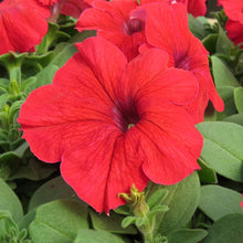 Petunia Tree Seeds (Petunia hybrida) for growers establishing the vertical garden and outdoor planters
