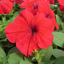 Petunia flower Seeds (Petunia hybrida) for a bright addition to the balcony pots or vertical garden containers