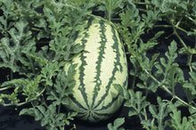 Green Flesh Watermelon Seeds for a productive addition to the vegetable patch