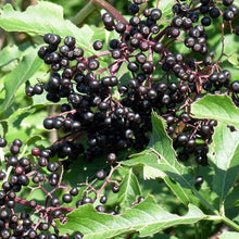American (Elderberry Seeds – Medicinal and Ornamental Plant) for planting in garden