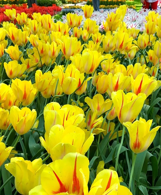 Tulip Yellow Tulip Flower - for planting in home garden