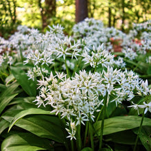 Ramsons Allium Ursinum Seeds known for herb Woodland