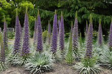Echium Pininana Blu Campanile Torre di Gioielli Rosette Seeds for growers seeking a long-blooming display