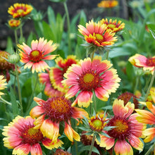 Gaillardia Goblin Blanket Seeds (Gaillardia aristata) for growers filling out the Wildflower Garden