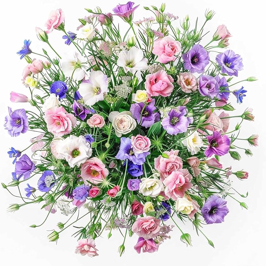 Lisianthus Eustoma Grandiflorum Black Pearl Flower Seeds for Planting – Ideal for Ornamental Borders and Indoor Displays