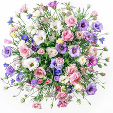 Lisianthus Eustoma Grandiflorum Black Pearl Flower Seeds for Planting – Ideal for Ornamental Borders and Indoor Displays