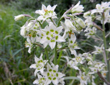 Deathcamas flower Seeds (Zigadenus elegans) for a lasting display in the natural landscapes or open gardens