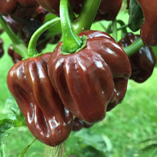 Scorpion Pepper Seeds (Capsicum chinense) for productive rows in the Kraken Variety in Kitchen Garden