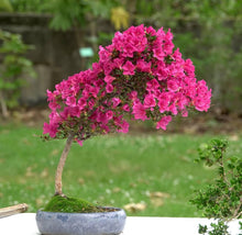Bougainvillea Bougainvillea Glabra Bonsai Seeds for growers establishing the Balcony Miniature Landscaping