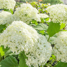 Hydrangea Hydrangea Macrophylla Rare White Perennial Seeds for trellises and fences in the Outdoor Shaded Areas