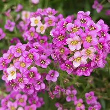 Alyssum Seeds (Lobularia maritima) for a lasting display in the Flower Bed