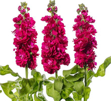 Mixed Matthiola Incana Seeds (Matthiola incana) for seasonal color across the Flower Bed