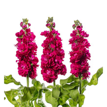 Matthiola Incana Deep Rose Seeds for colorful blooms in the Spring Beds Cottage Garden