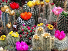 String of Seeds (Pearls succulent) valued for home décor
