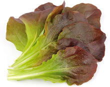 Cream Lettuce Seeds (Lactuca sativa) for a reliable harvest in the Garden