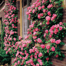 Climbing Rose Seeds valued for elegant Climbing Rose Vines