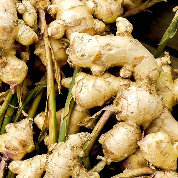 Ginger Containers for planting in home garden.