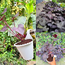 Sweet Potato Seeds Fresh Food Farm Garden Plants Vegetable Red Purple Potato Seeds  Ornamental Garden Plant Premium Quality Seeds