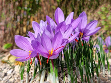 Hellgelb Saffron Pot Plants for long-term planting in the DIY Home Garden Bonsai