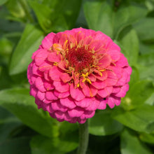 Zinnia Sampler Pack â€“ Mixed Varieties for Long-Lasting Cut Flowers