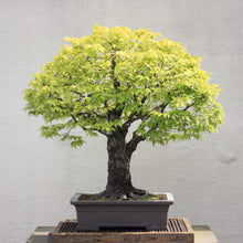 Japanese Elm Zelkova Serrata Seeds valued for bonsai