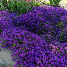 Aubrieta Cascading Red and Purple Mix Perennial Seeds for a colorful addition to any planting